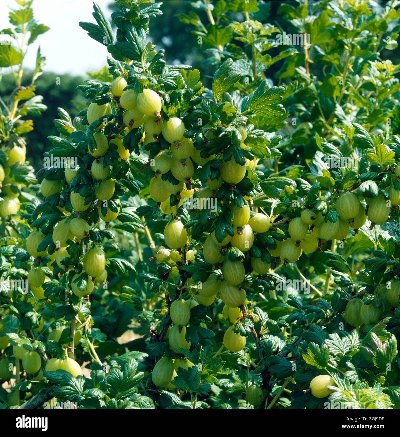Gooseberry - `Careless' AGM- (Culinary)   FRU043340 Stock Photo